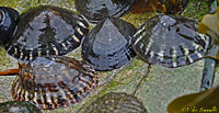 Shield Limpets