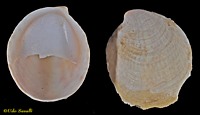 Slipper Shells