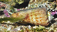 Tiger Sand Conch