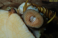 Turban Snail mouth