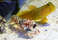 Pistol Shrimp & Goby