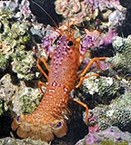 Reef Lobster