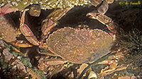 Atlantic Rock Crab