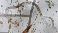 Marine Nematodes