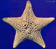 Cushion Star Skeleton