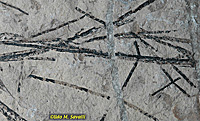 Graptolites