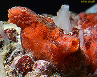 Solitarye Tunicate