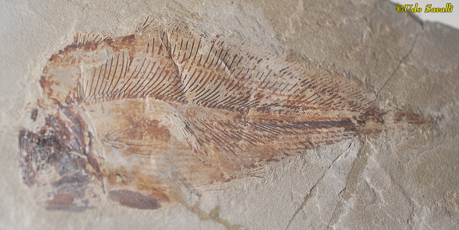 Allenypterus