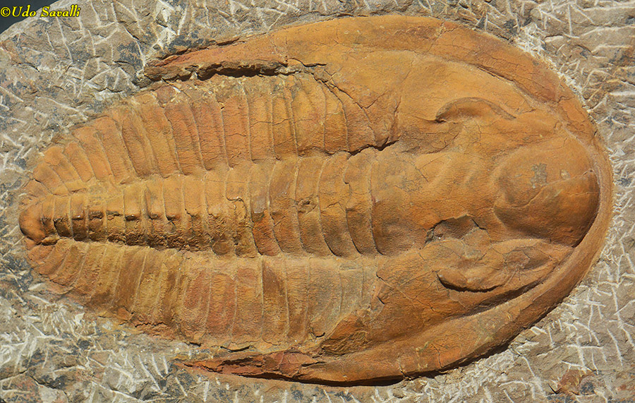 Andalusiana trilobite fossil