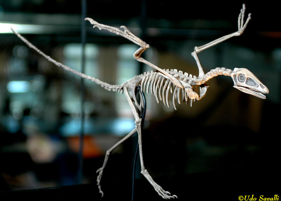 Archaeopteryx skeleton