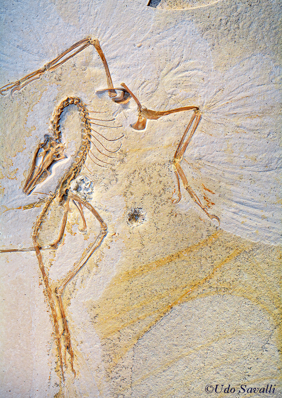 Archaeopteryx Chicago