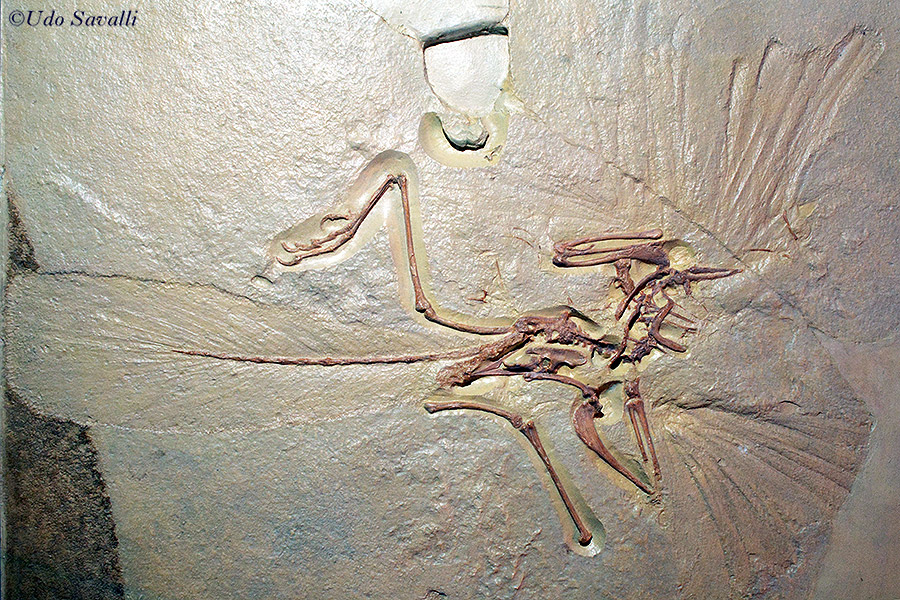 Archaeopteryx eichstatt