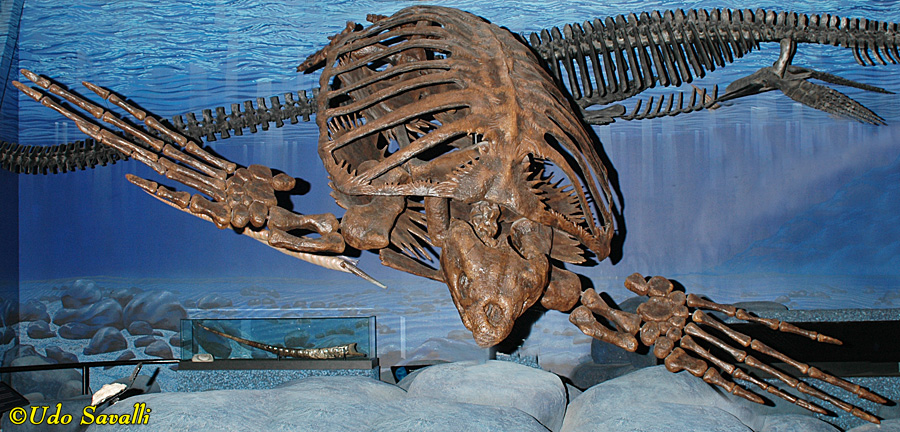 Archelon