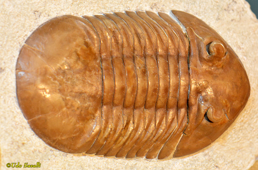 Asaphus fossil