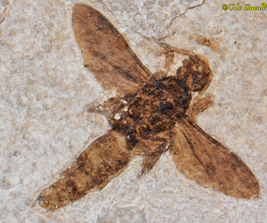 Bee Fossil