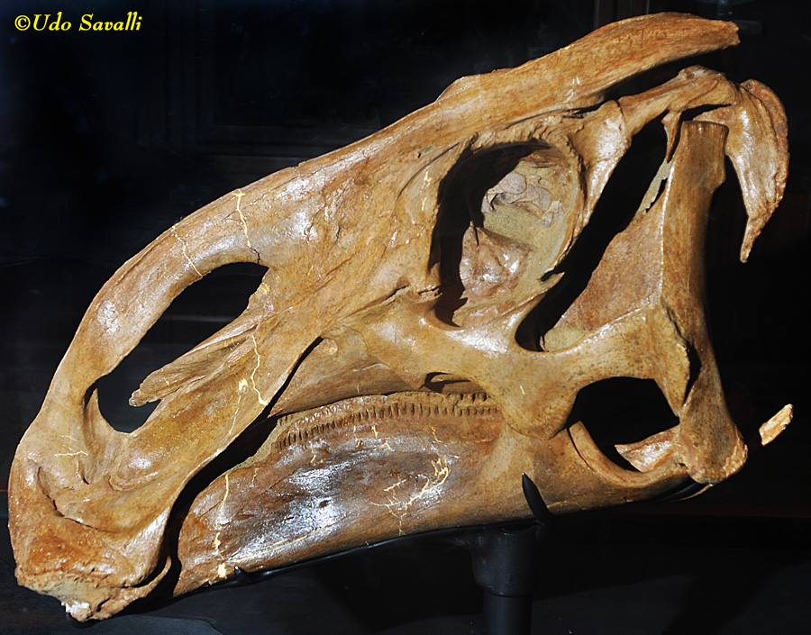 Brachylophosaurus skull