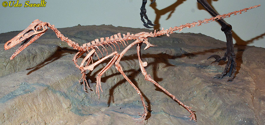 Buitreraptor