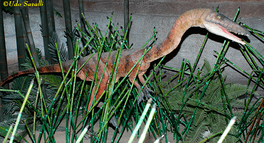 Coelophysis Model