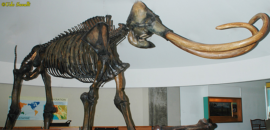 Columbian Mammoth