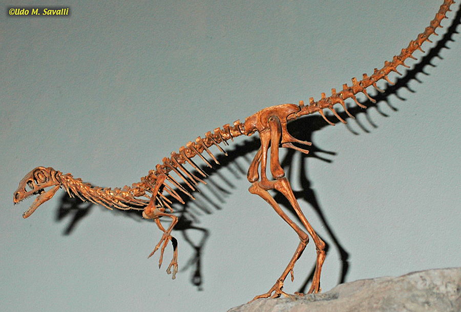 Compsognathus skeleton