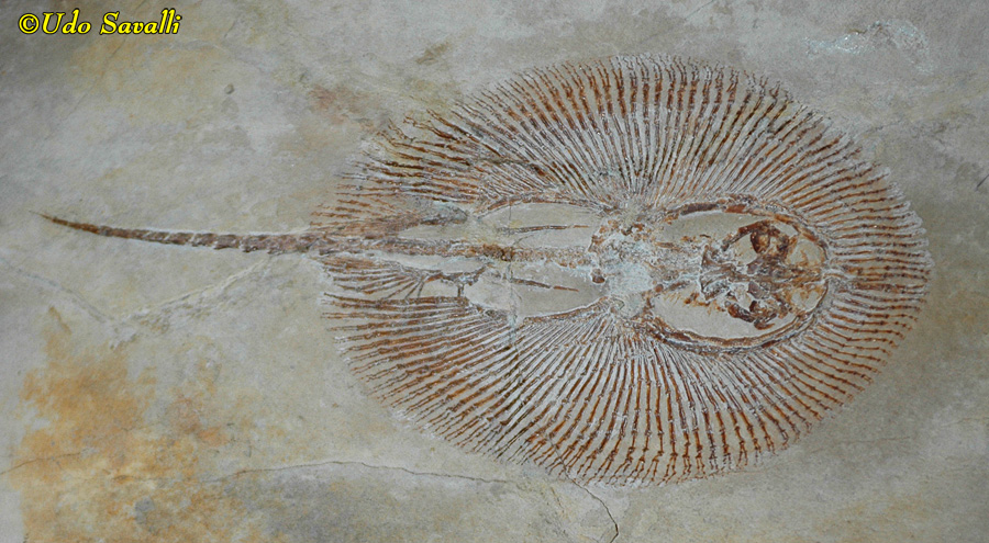 Cyclobatis