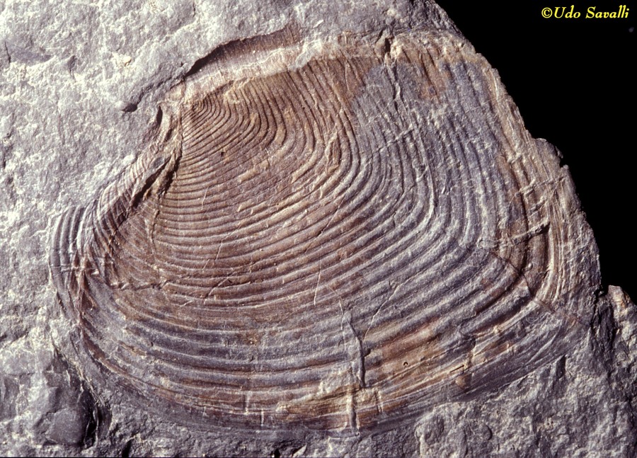 Cypricardella Bivalve