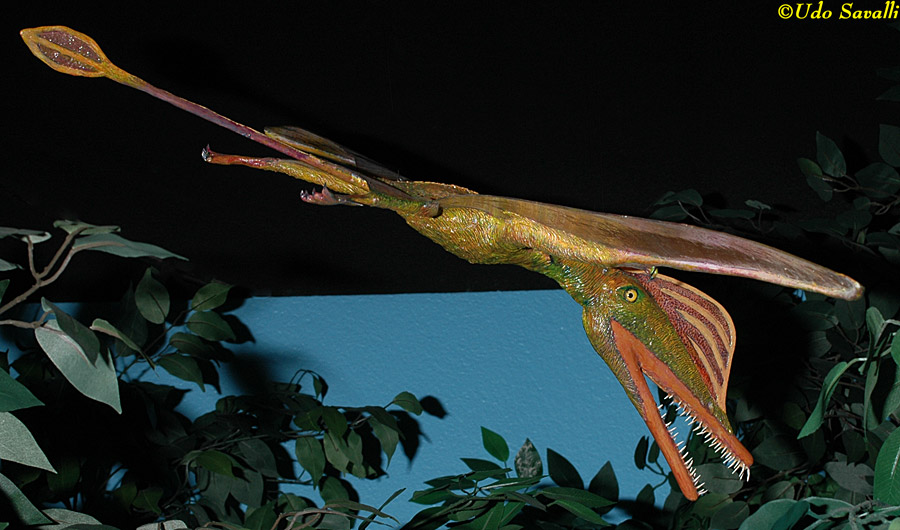 Darwinopterus Model