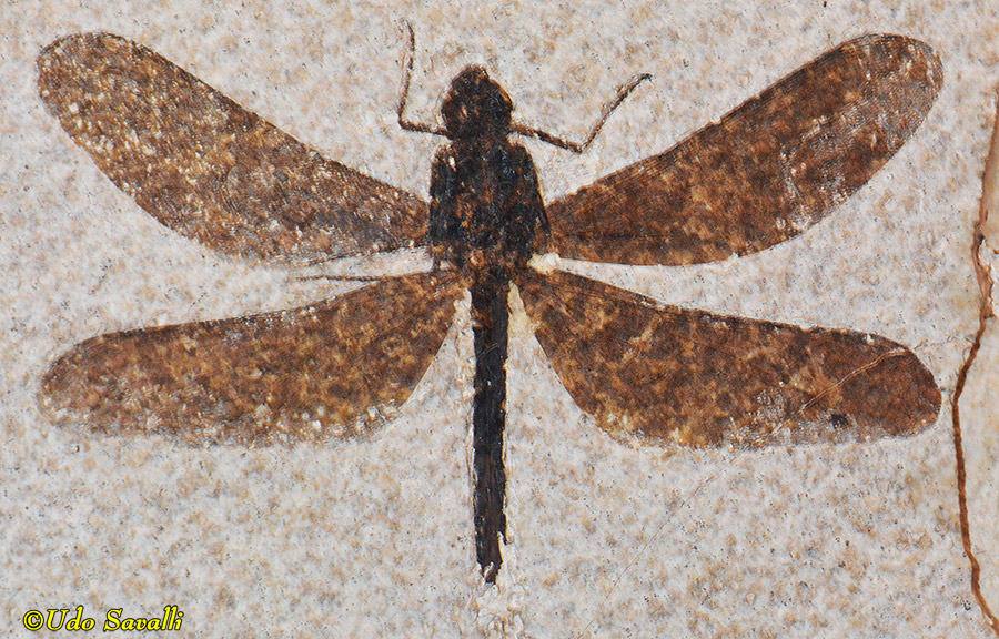 dragonfly fossil