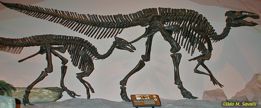 Edmontosaurus