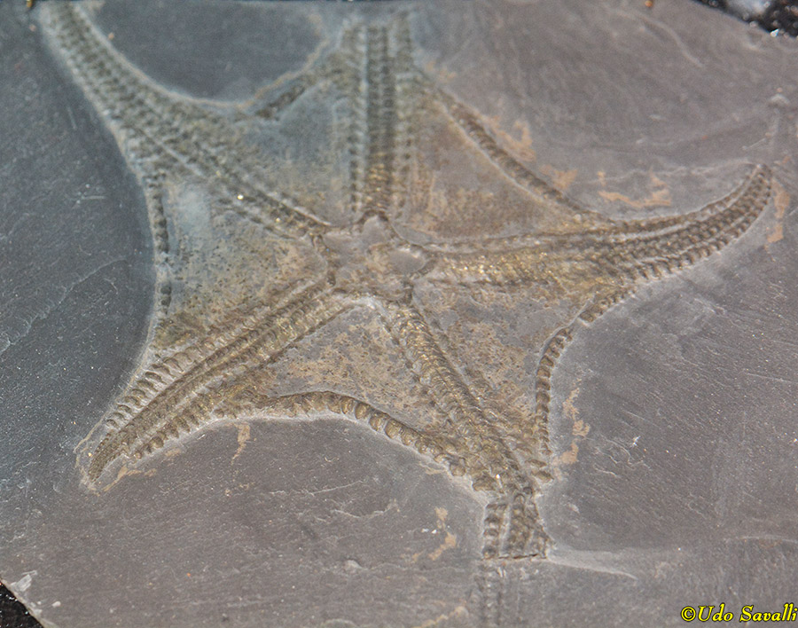 Encrinaster brittle star