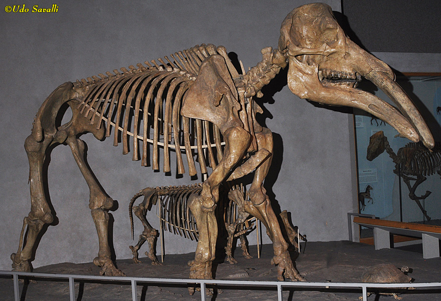 Gomphotherium