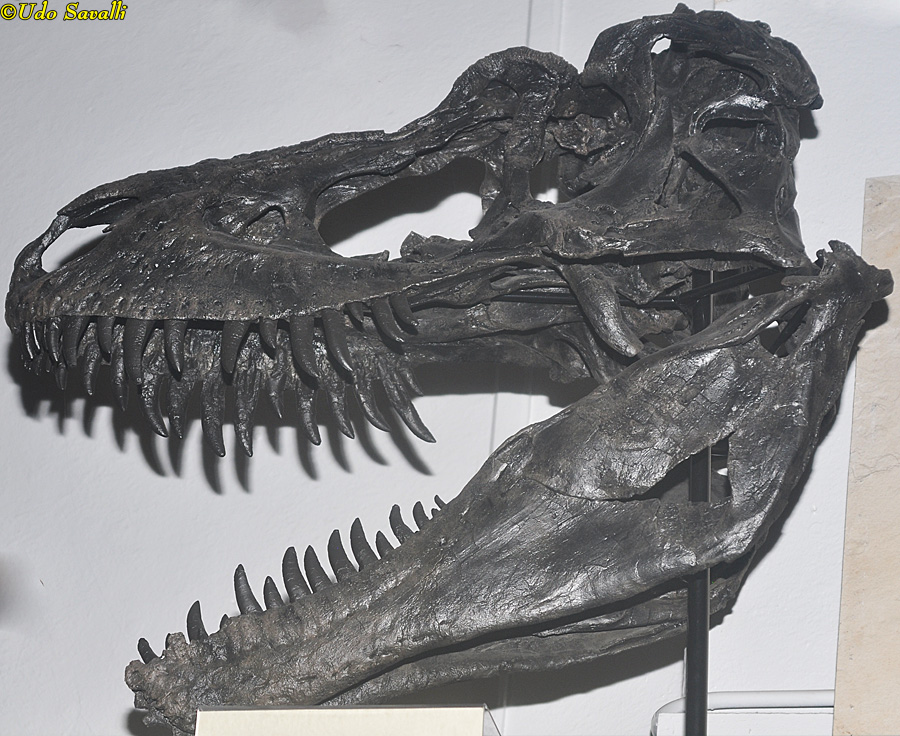 Gorgosaurus