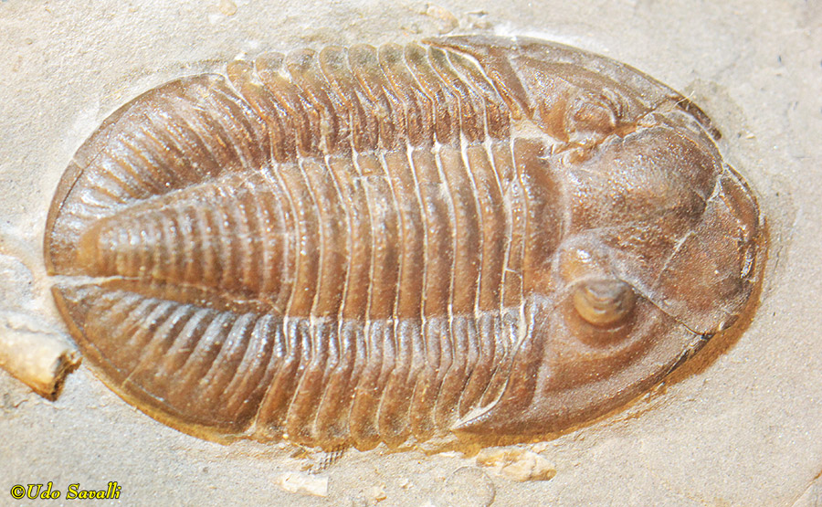 Griffithides fossil