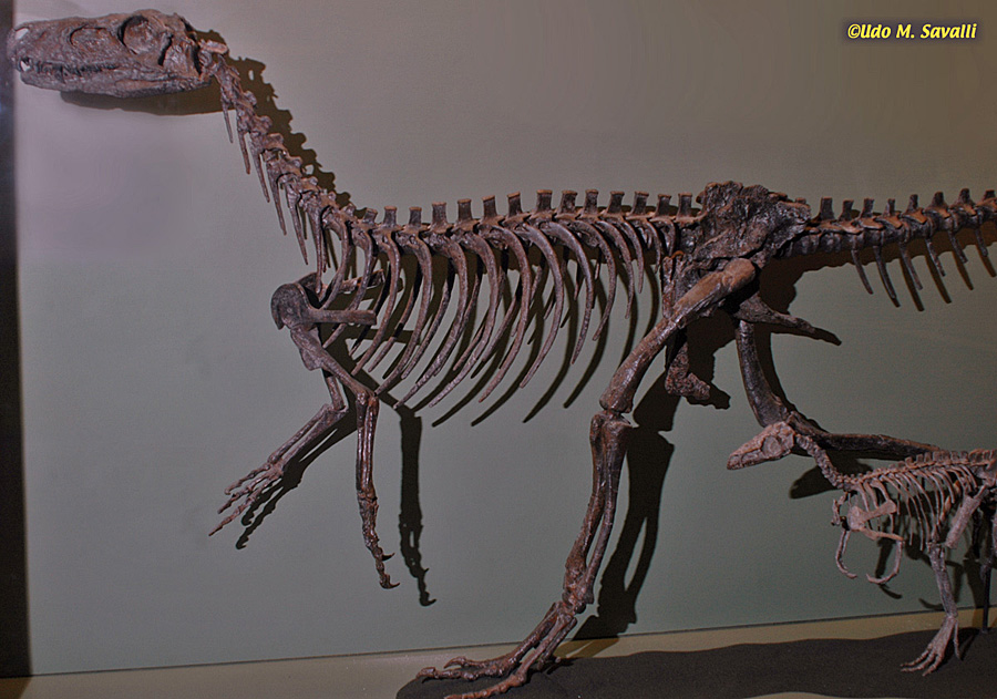 Herrerasaurus