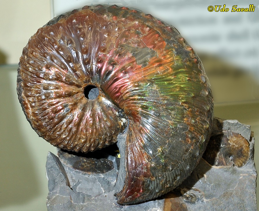 Hoploscaphites