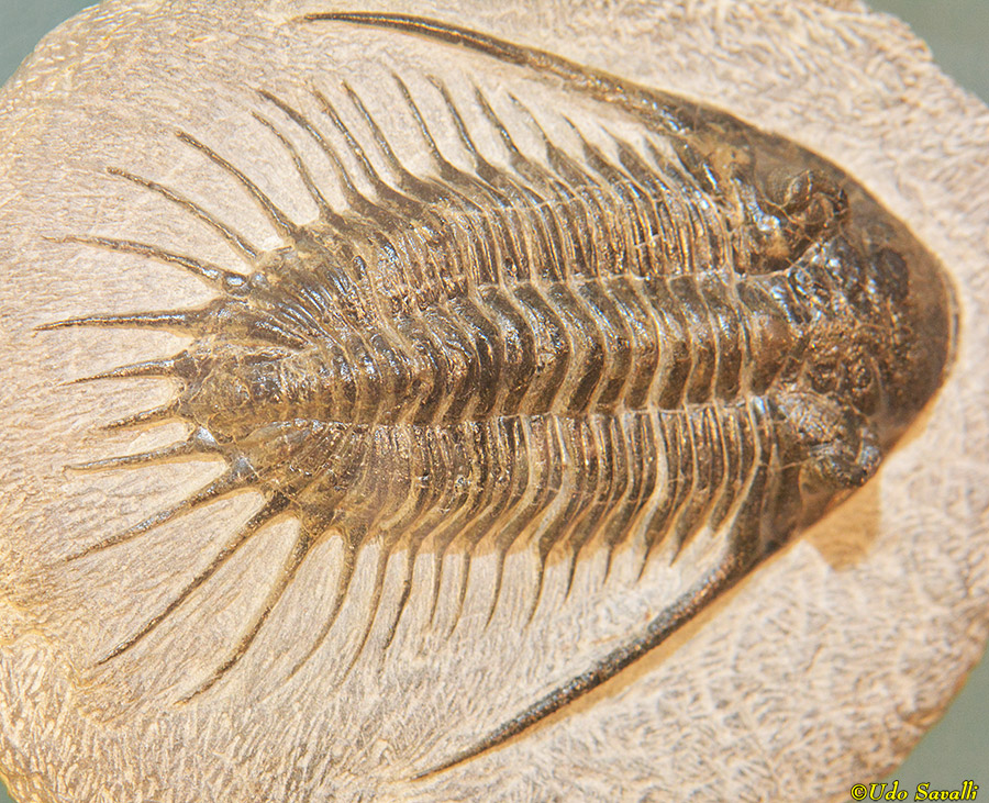 Kayserops trilobite