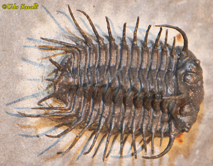 Koneprusia trilobite