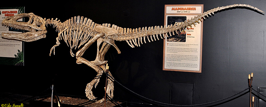 Mapusaurus