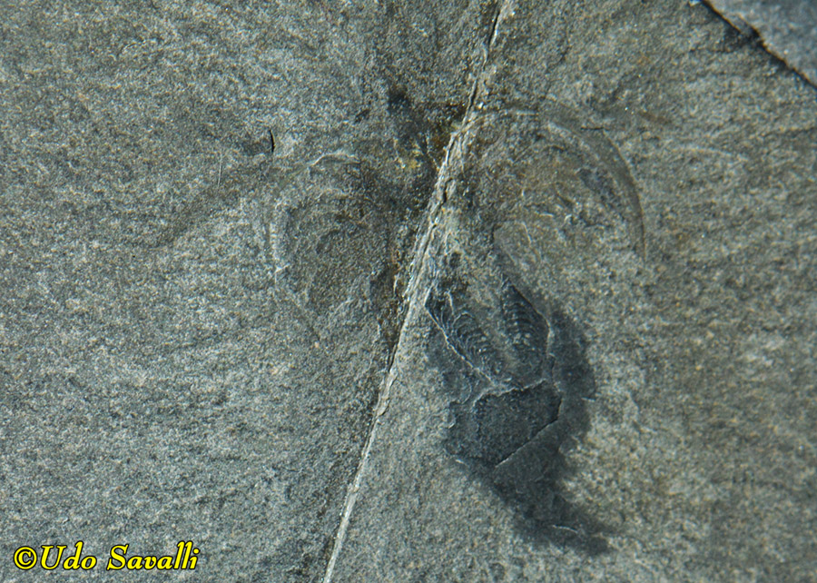 Marrella lace crab fossil