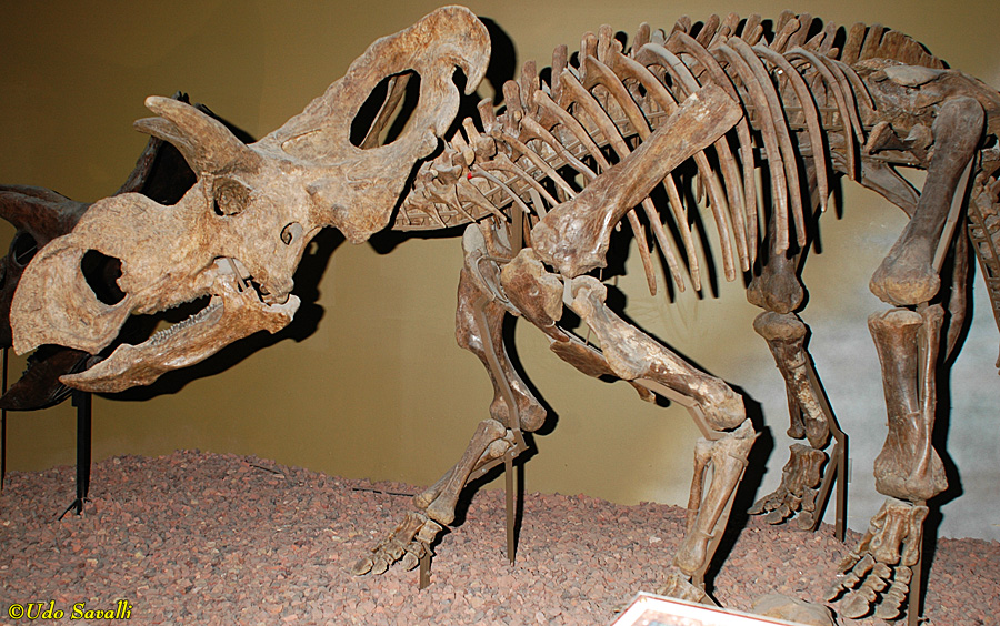 Medusaceratops