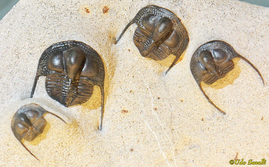 Onnia trilobites