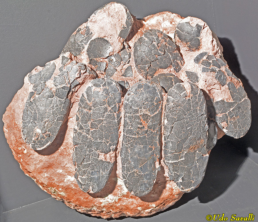 Oviraptor Nest