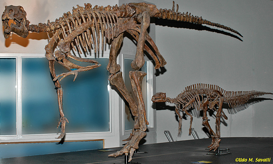 Probactrosaurus