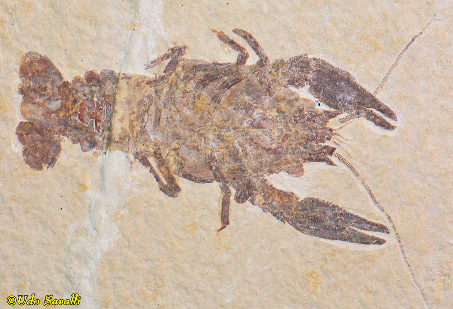 Procambarus crayfish fossil