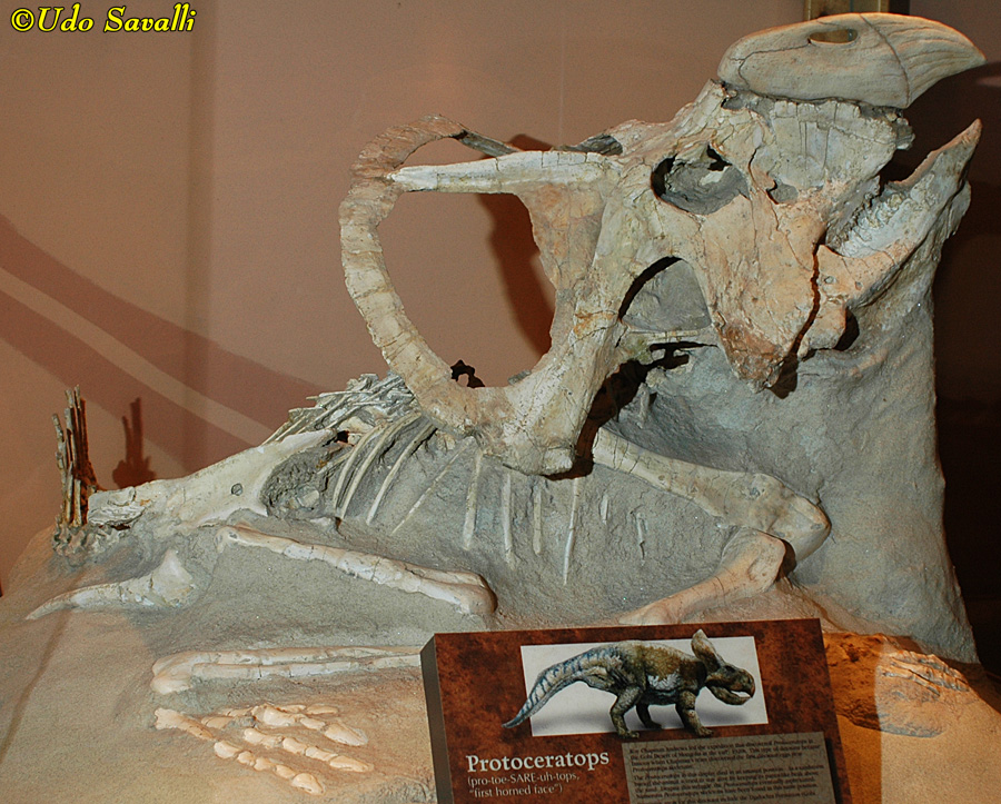 Protoceratops fossil