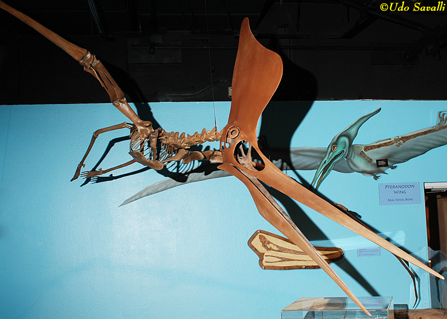 Pteranodon sternbergi