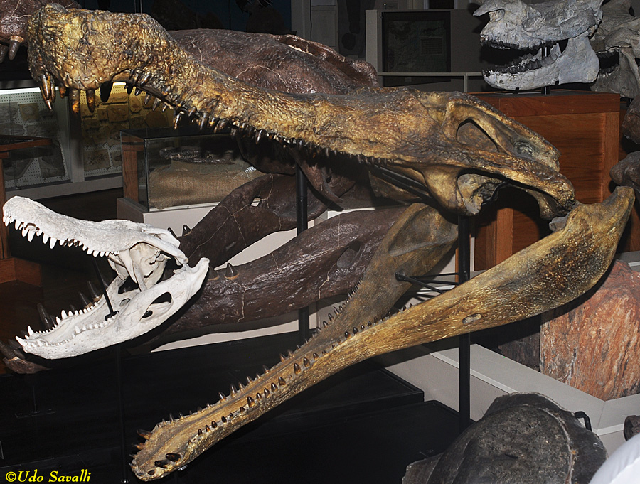 Sarcosuchus