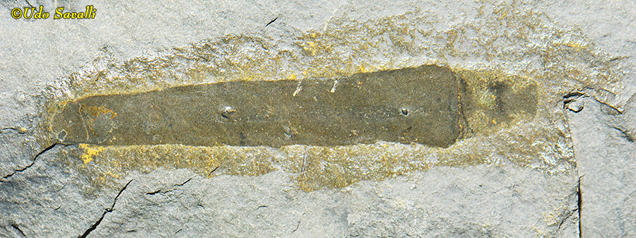 Selkirkia fossil