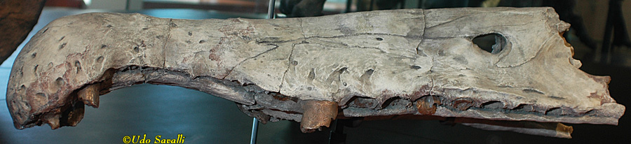 Spinosaurus snout