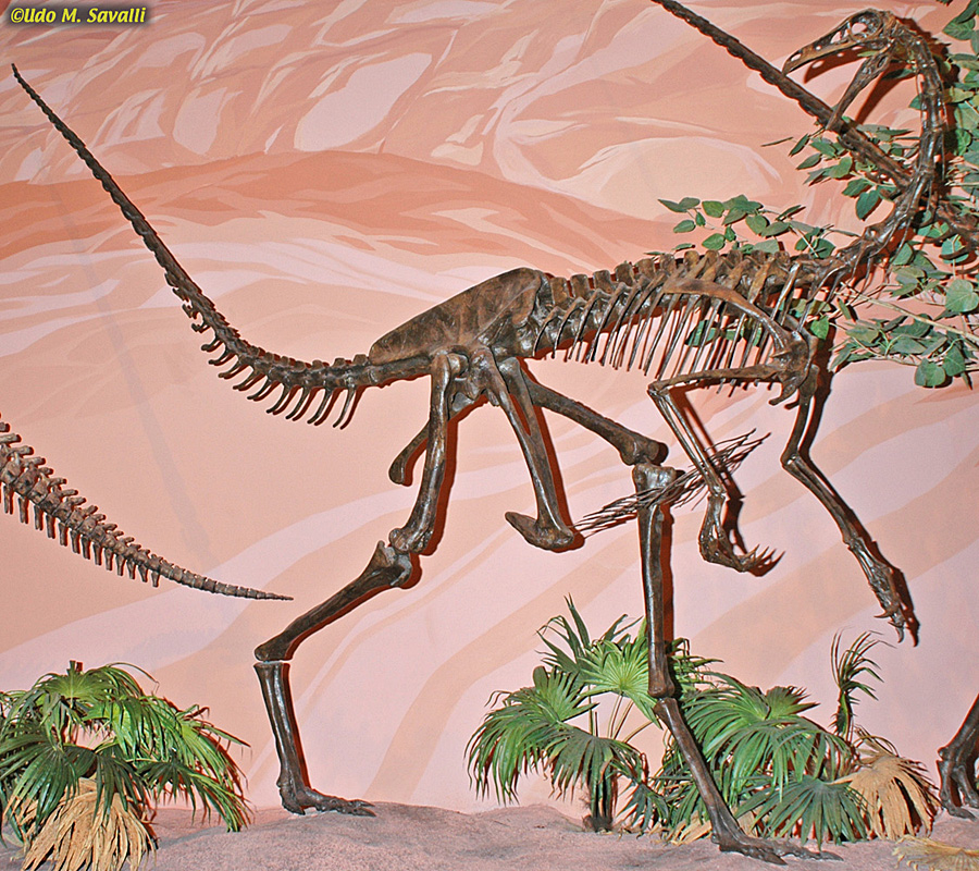 Struthiomimus skeleton